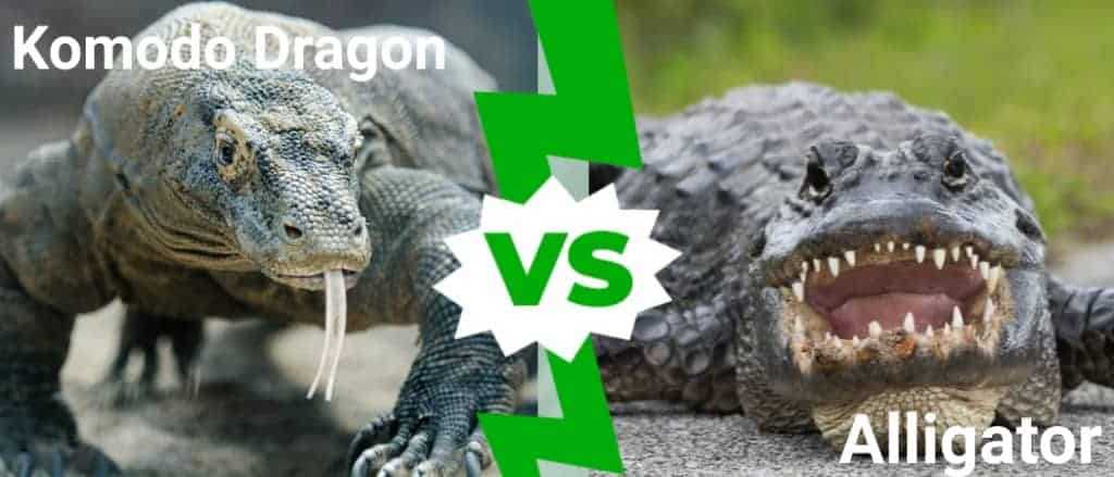 Drago di Komodo contro Alligatore