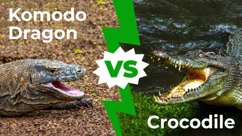 Drago di Komodo contro coccodrillo