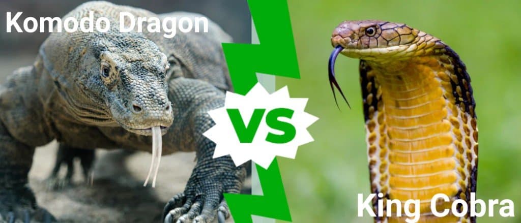 Drago di Komodo contro Re Cobra