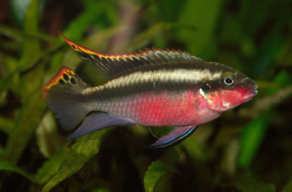 Maschio Pelvicachromis pulcher, cribensis, pinne appuntite presepe arcobaleno