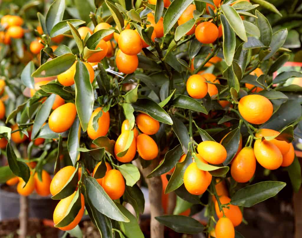 Albero di kumquat ricoperto di frutti maturi