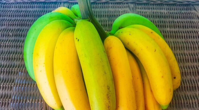  La banana è un frutto o una verdura?  Ecco perché
