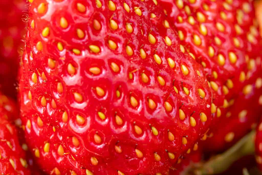 macro closeup di fragola rossa con achenio giallastro/oro