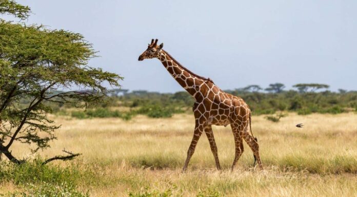 La giraffa più alta mai registrata
