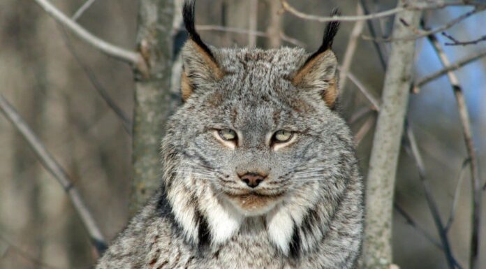 La lince canadese nera incredibilmente rara sembra qualcosa di fantascientifico
