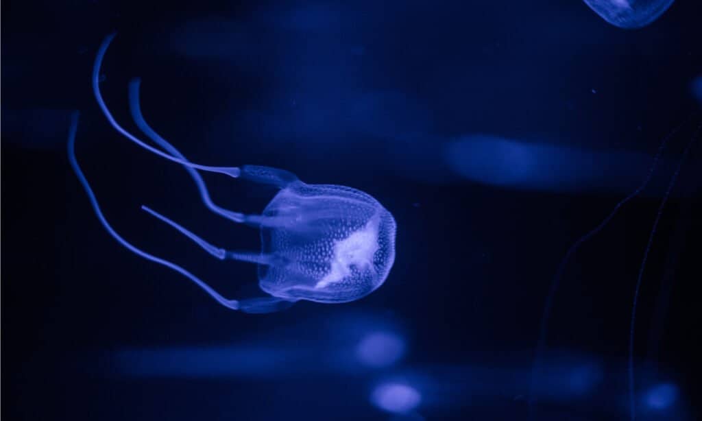 Le meduse più letali del mondo - Box Jellyfish