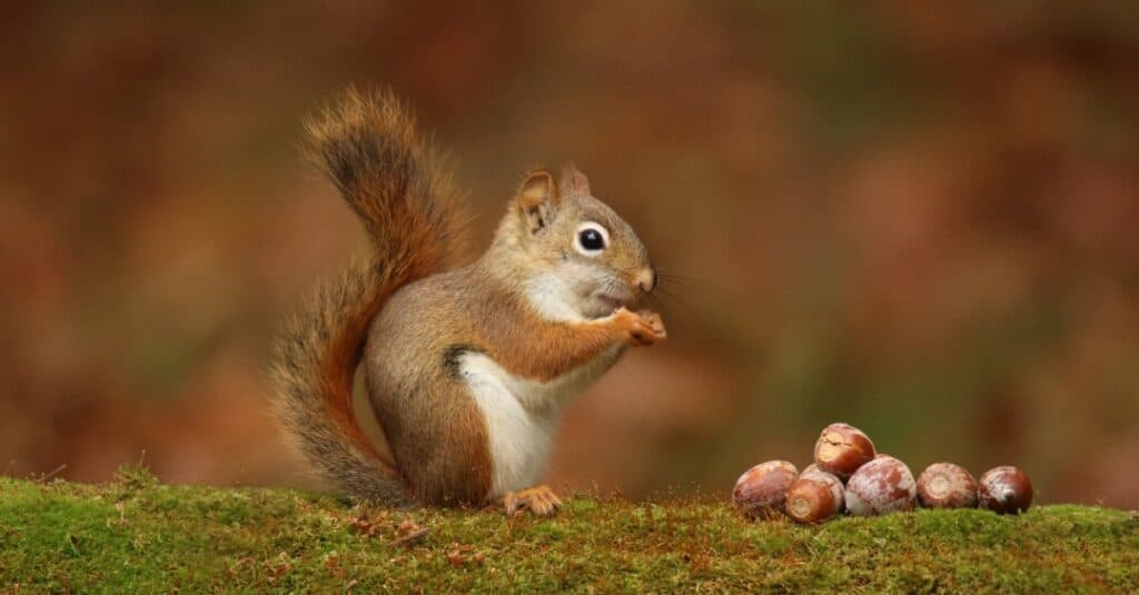 scoiattolo che mangia ghiande