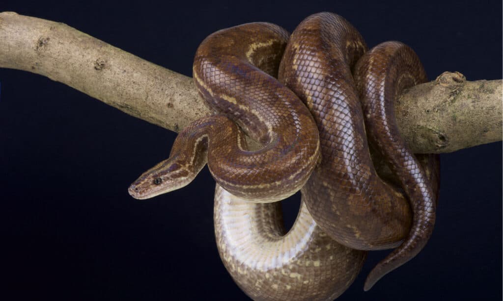 I Boa Constrictor respirano mentre schiacciano la preda