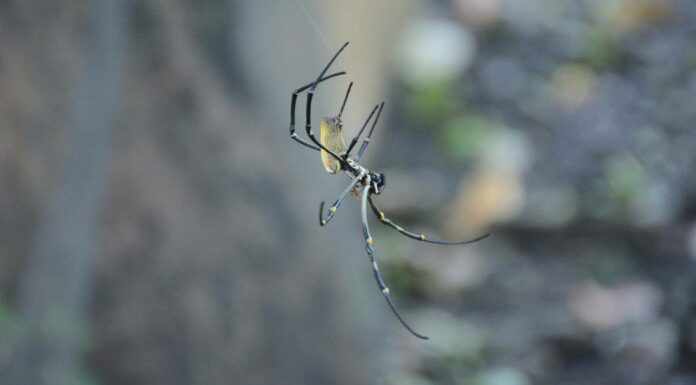 La specie invasiva di ragno Joro è diretta in una città vicino a te?
