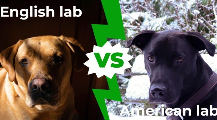 Laboratorio inglese vs laboratorio americano: le 4 principali differenze tra questi bellissimi cani
