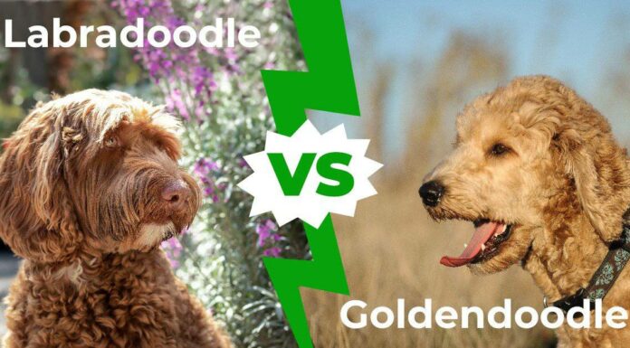 Labradoodle vs Goldendoodle: le 5 differenze chiave
