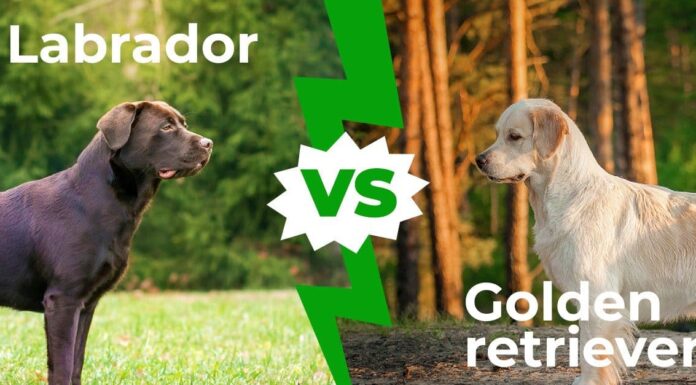 Labrador vs Golden Retriever: spiegate 9 differenze chiave
