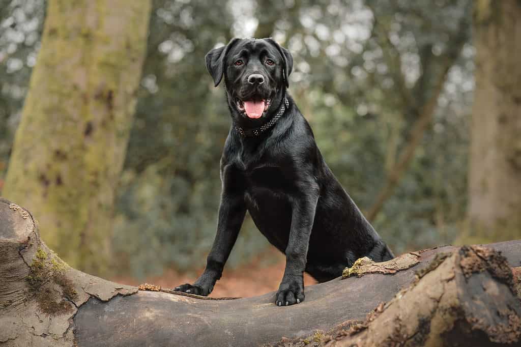 Labrottie 3 - Razza mista Labrador e Rottweiler