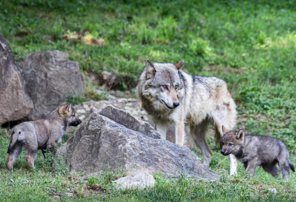 Lupo grigio con i suoi cuccioli sull'erba