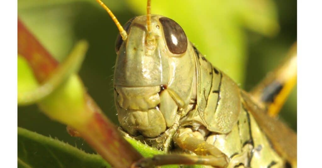 Le cavallette più grandi - Marsh Grasshopper