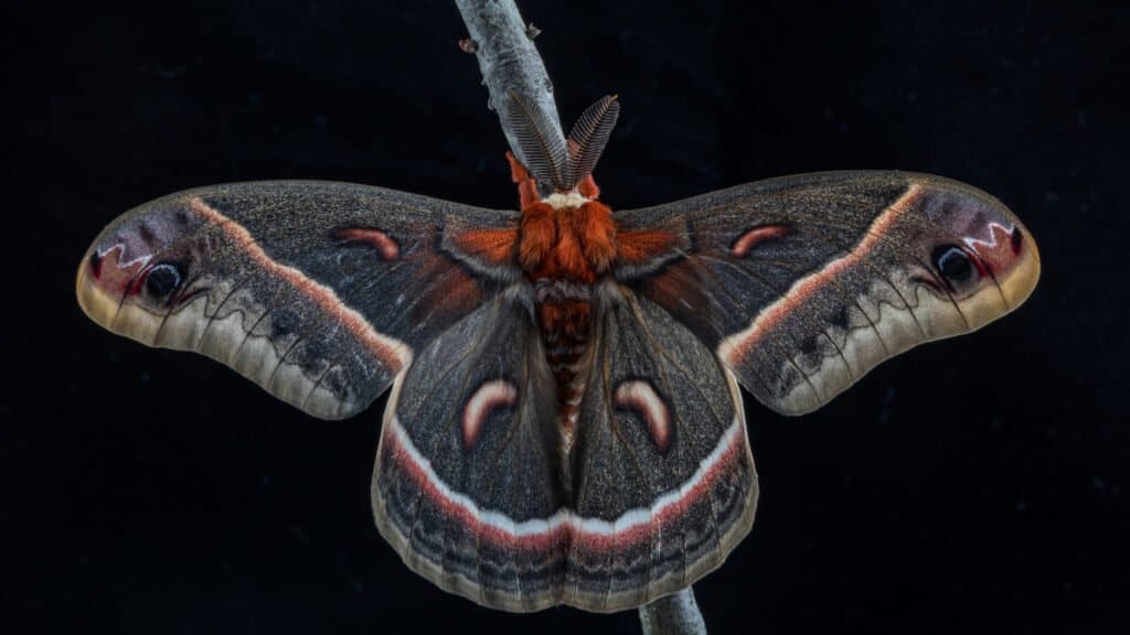 Falena Cecropia