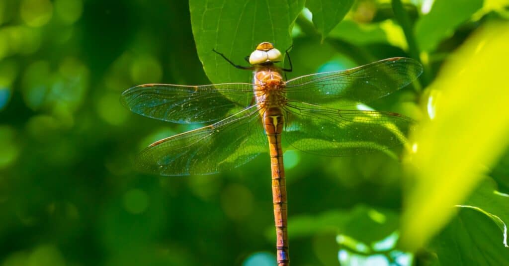 Le libellule più grandi sono venditori ambulanti dagli occhi verdi