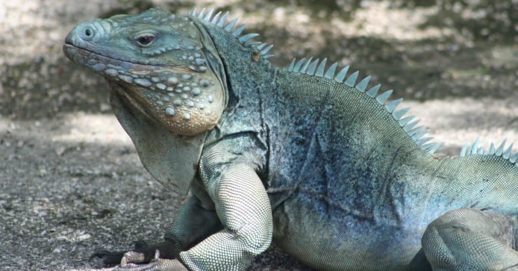 Rara Iguana Blu, conosciuta anche come Grand Cayman Iguana (Cyclura lewisi), allo stato brado sull'isola di Grand Cayman