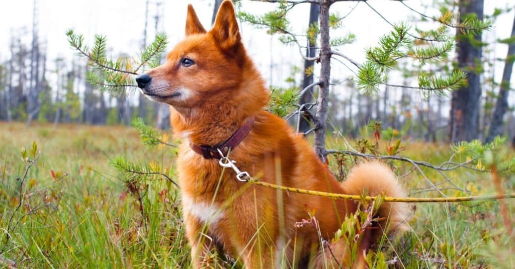 Spitz finlandese seduto in un campo