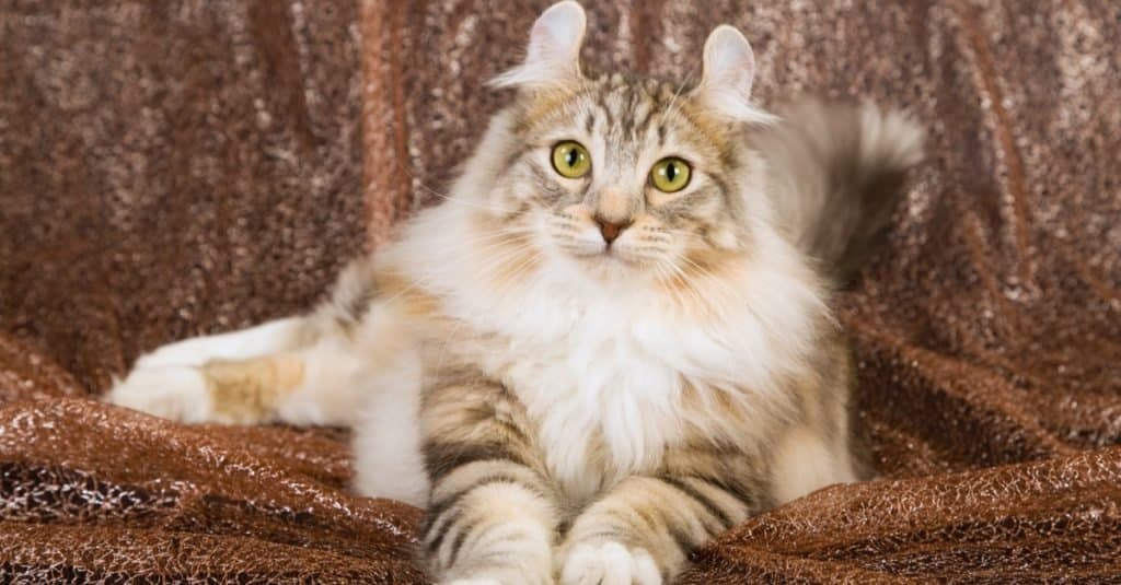 Razze di gatti più costose: American Curl