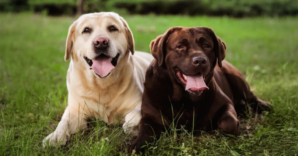 Simpatici cani Labrador Retriever sull'erba verde nel parco estivo