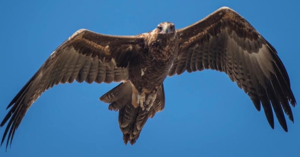 Le aquile più grandi del mondo: l'aquila cuneata