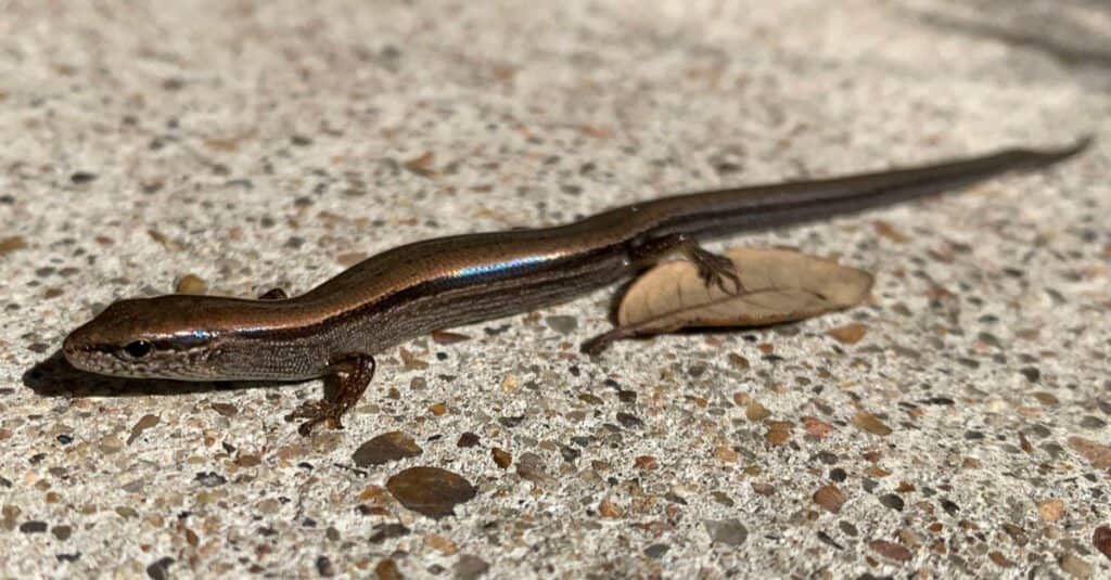 Le lucertole più piccole - Brown Skink