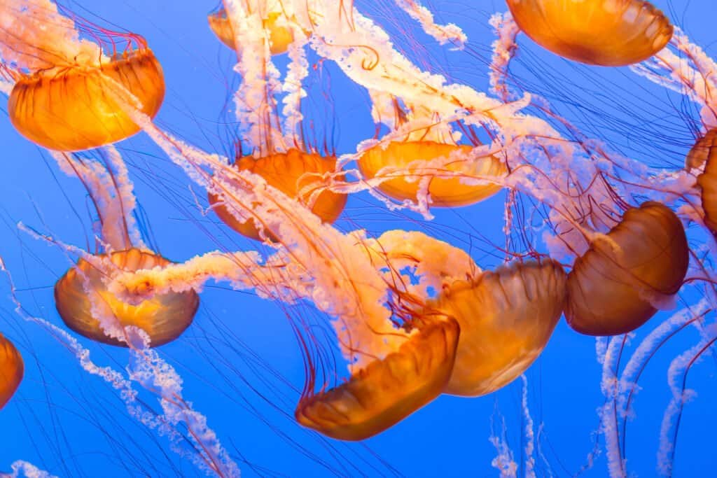 La più grande medusa è l'ortica del Mar Nero