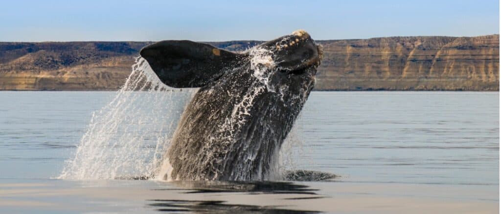 balena franca australe che esce dall'acqua
