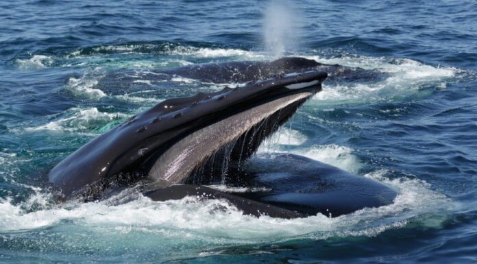 Le balene sono davvero pesci grossi?
