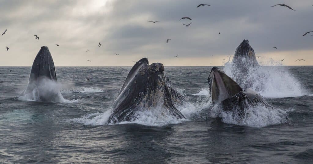 Cosa mangiano le balene: un branco di megattere che si nutre