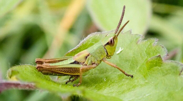 Le cavallette mordono?
