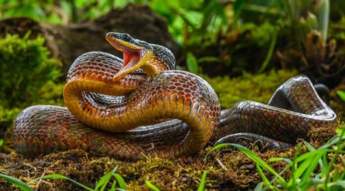  Le cicale causeranno più serpenti?  Teste di rame?

