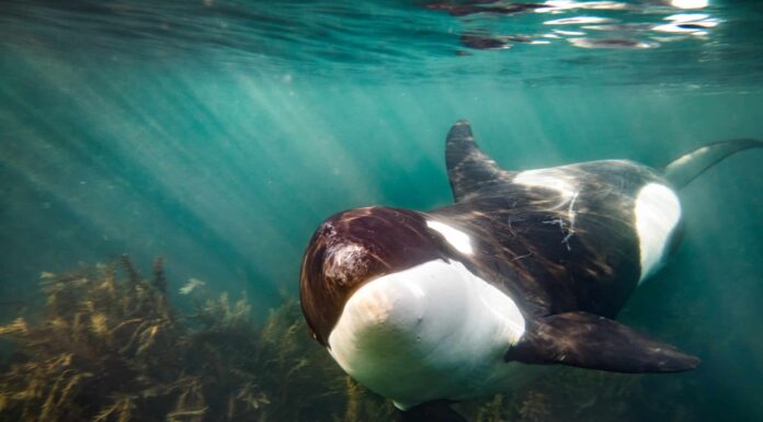 Le donne vestite come una foca in qualche modo nuotano con le orche assassine - due volte - e lo chiamano cambiamento di vita
