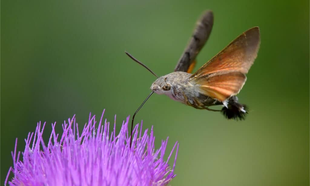 Colibrì Hawk-Moth che si alimenta da un fiore viola con la sua lunga proboscide