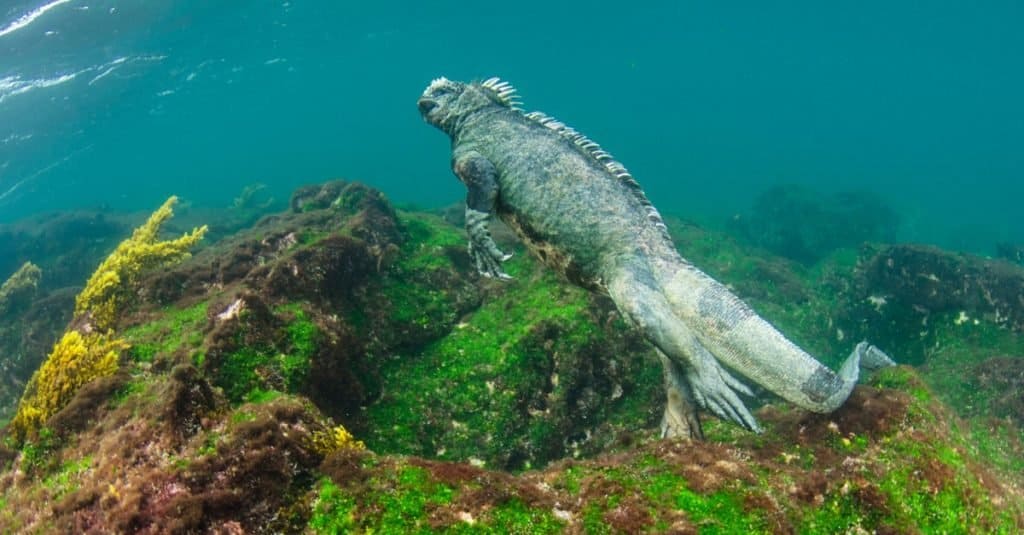 Iguana marina (Amblyrhynchus cristatus) sott'acqua, Isola Fernandina, Isole Galapagos, Ecuador.