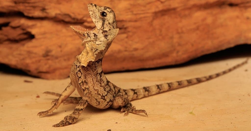 Il cucciolo di lucertola dal collare (Chlamydosaurus kingii) mostra un comportamento aggressivo.