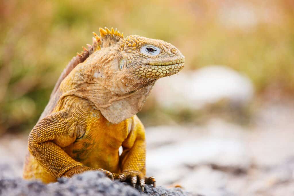 Iguana terrestre delle Galapagos