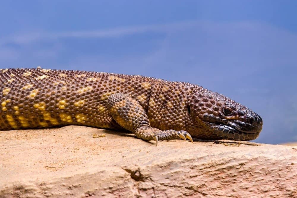 10 animali più velenosi - La lucertola messicana con perline, una delle due specie di lucertole velenose con perline che si trovano principalmente in Messico e nel sud del Guatemala