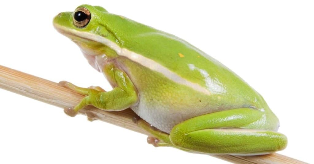 La rana di albero verde americana (Hyla cinerea) su un bastone isolato