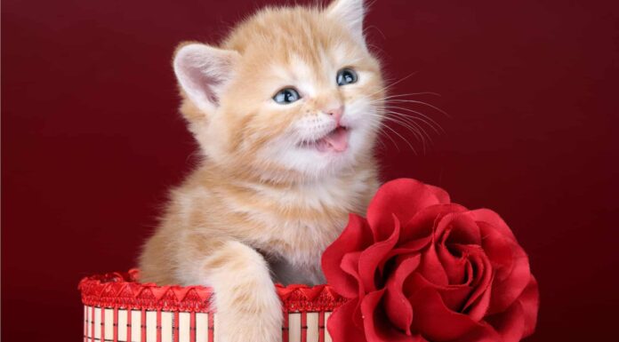 Le rose sono davvero tossiche per i gatti?
