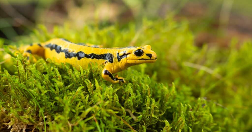 salamandra pezzata sbarrata in cima a un'area erbosa