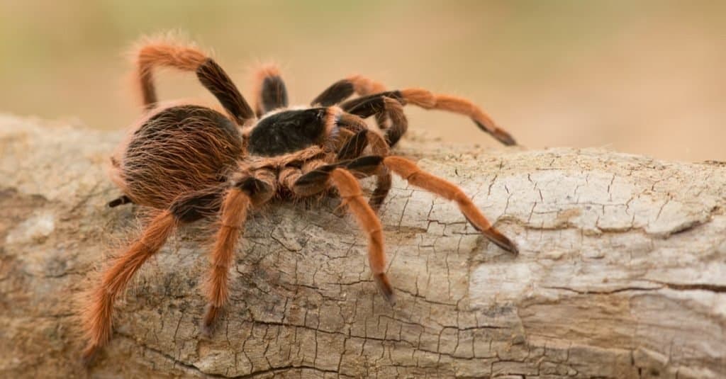 I ragni più grandi: la tarantola gigante colombiana dalle zampe rosse