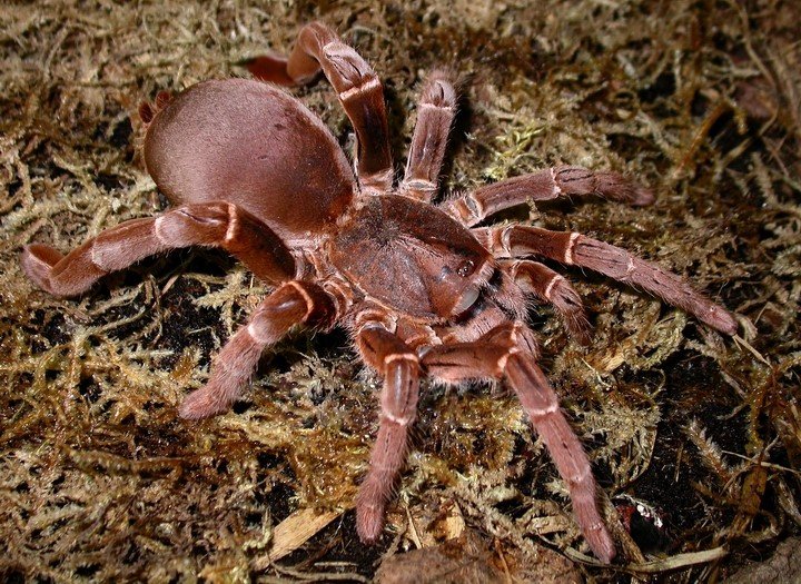 I più grandi ragni: Hercules Baboon Spider