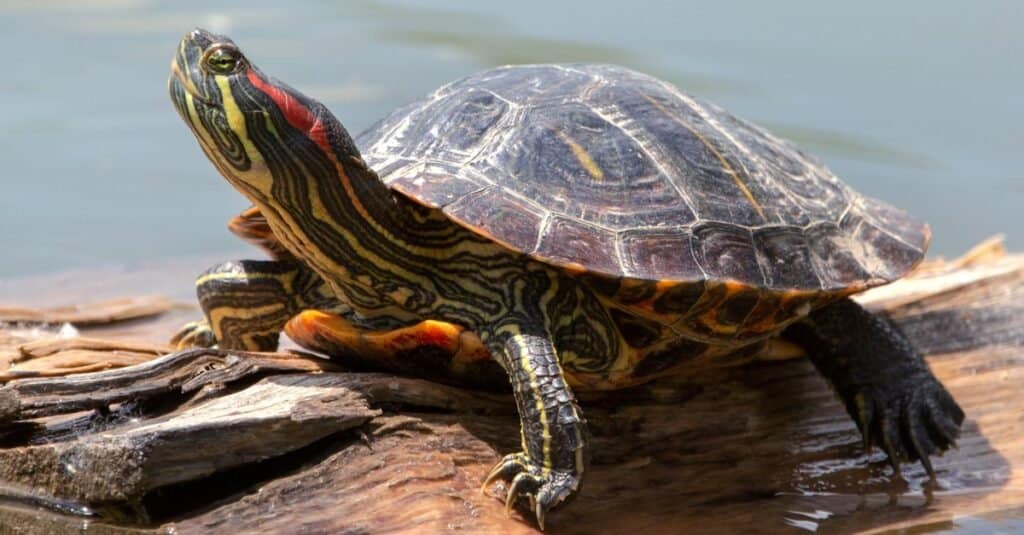 Quanto vivono le tartarughe?