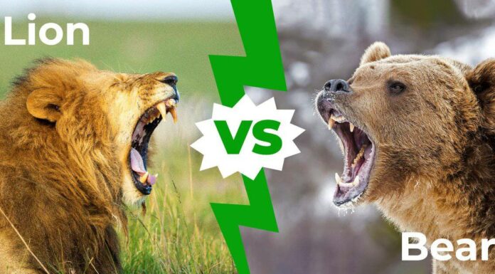 Leone vs Orso: le cinque differenze fondamentali
