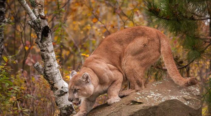 Mountain lion on a rock