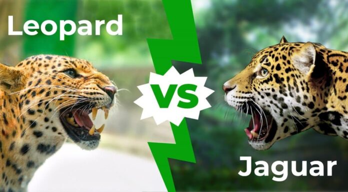Leopard vs Jaguar - Le 7 differenze chiave

