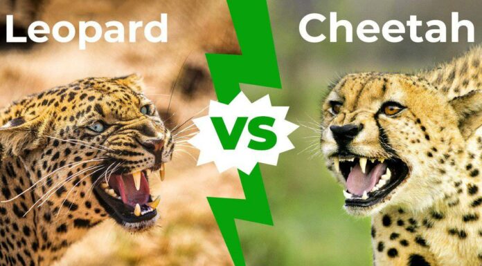 Leopardo contro ghepardo: le cinque differenze chiave
