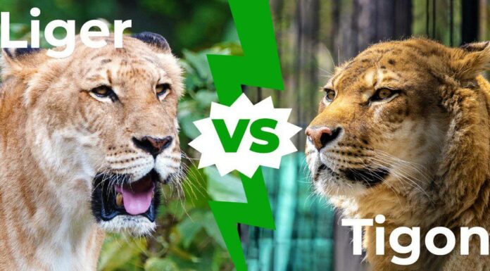 Liger vs Tigon: 6 differenze chiave spiegate
